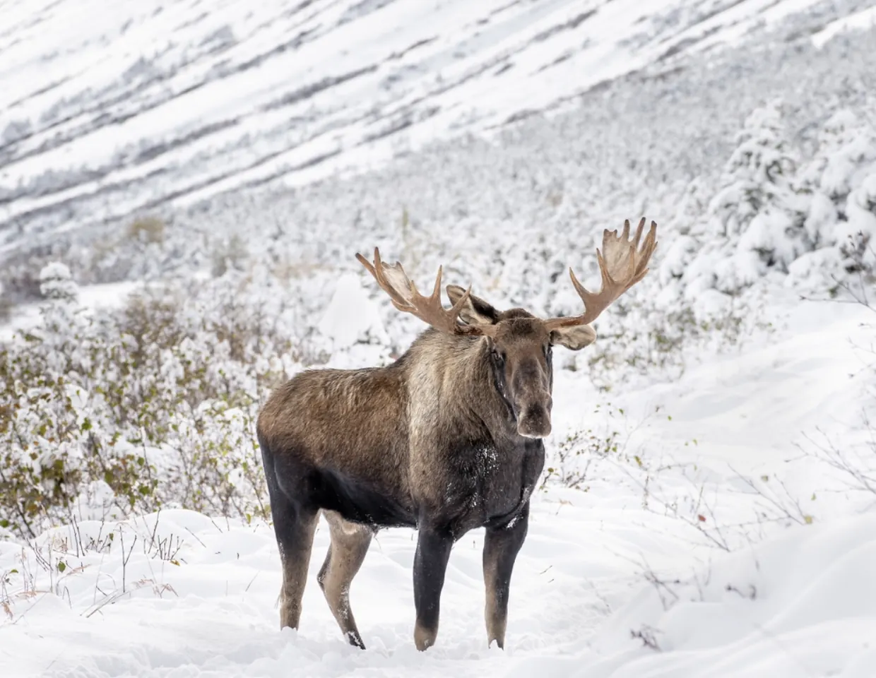 Moose standing in fresh snow in Alaska, with large antlers and a snowy mountain landscape in the background.