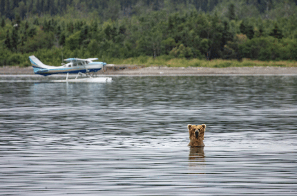 A brown bear standing chest-deep in calm water, facing the camera, with a small blue-and-white floatplane in the background near a forested shoreline.