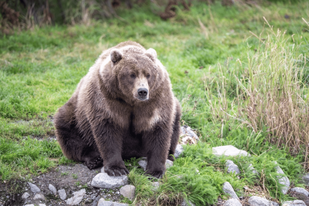 Fat Bear Week at Katmai National Park - King Salmon Lodge