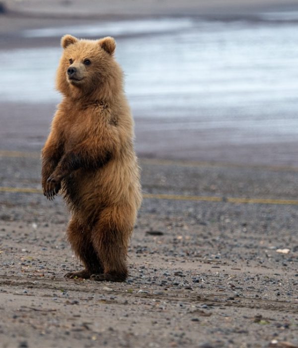 BEAR GALLERY ABOUT IMAGE 2