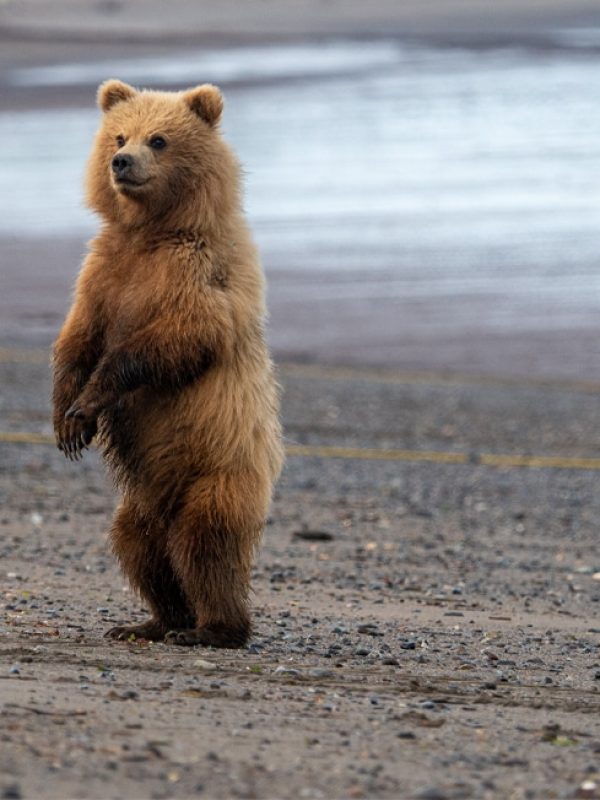 BEAR GALLERY ABOUT IMAGE 2